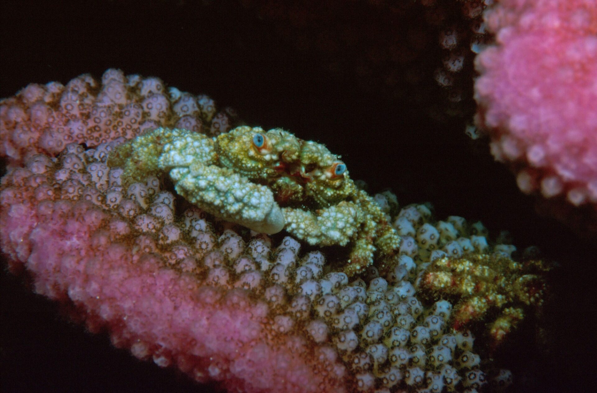 Immagine di Cymo_sp_su_Pocillopora_sp